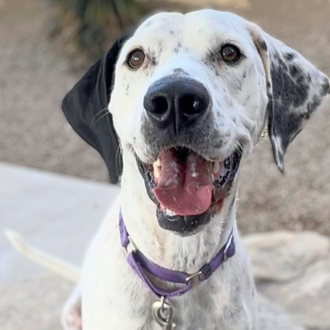 Pima Animal Care Center dog Dean