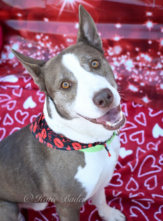 Mattis, Pet of the Week 