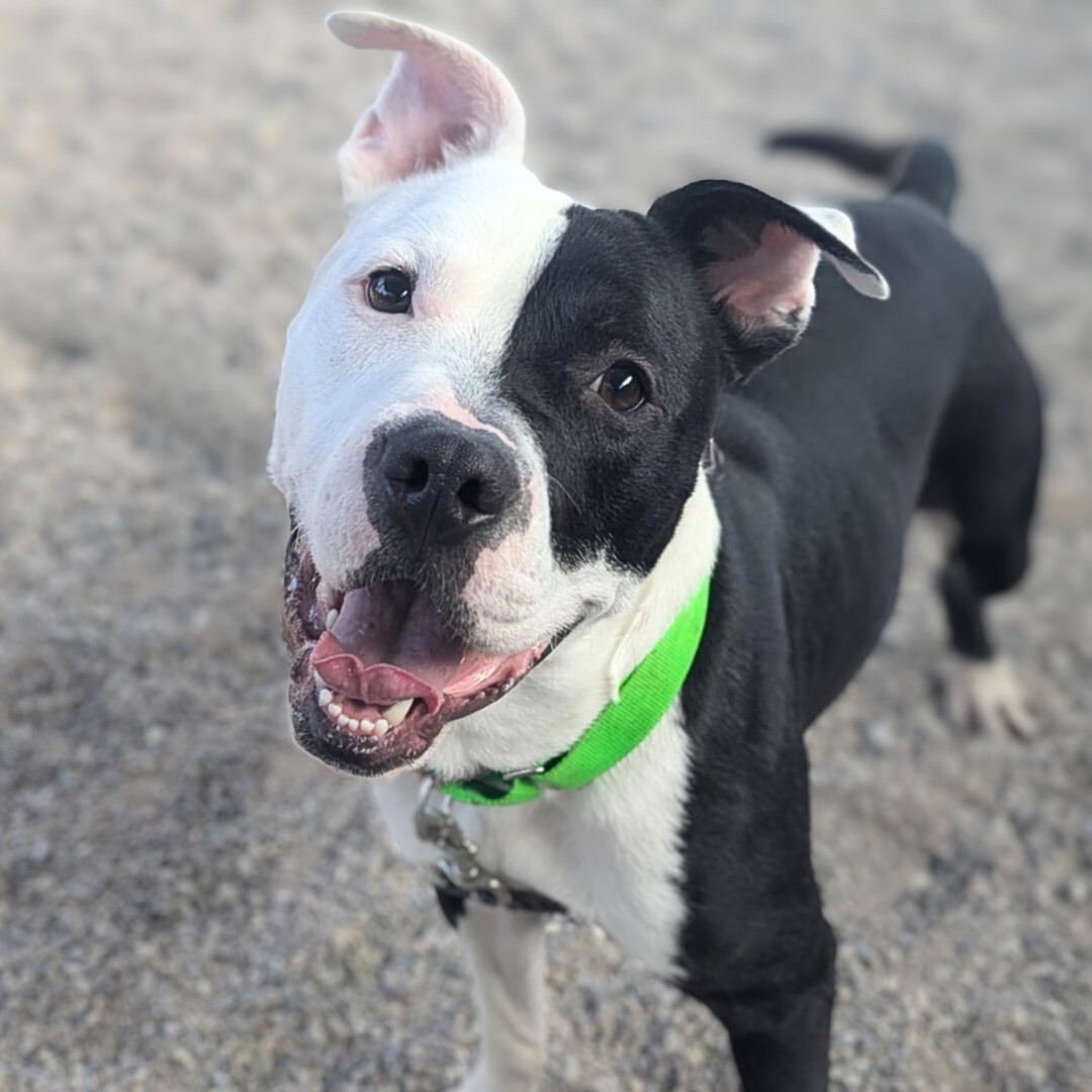 Picture of Magpie the dog