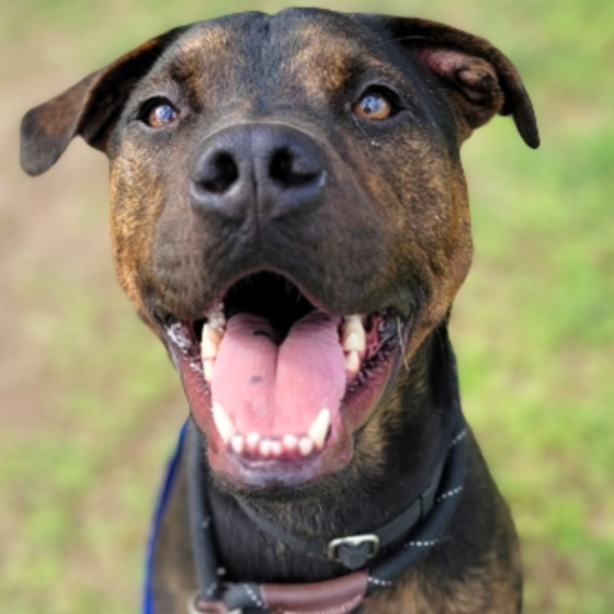 Photo of Pima Animal Care Center Dog Prince