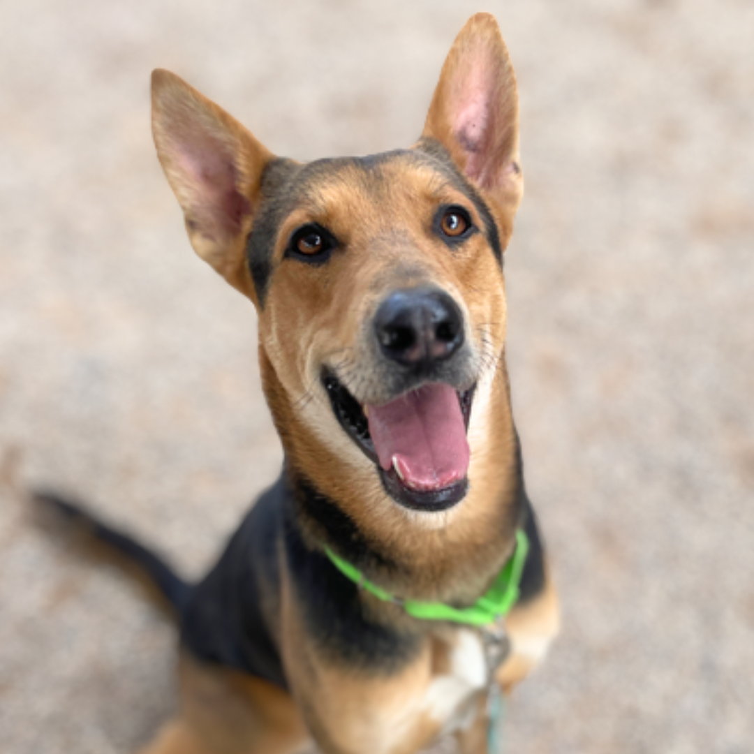 Pima Animal Care Center Dog Dusty