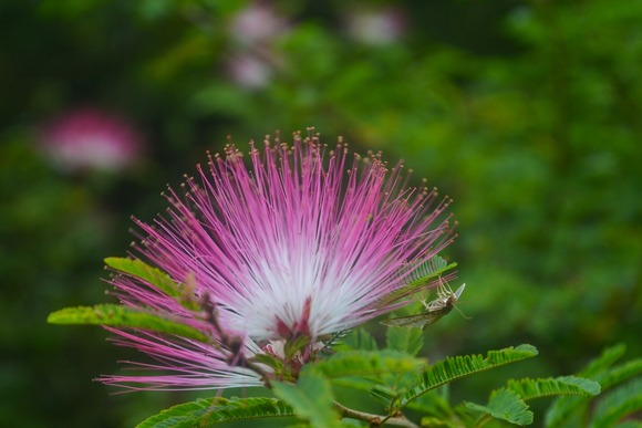 Pink Fairy Duster Flower
