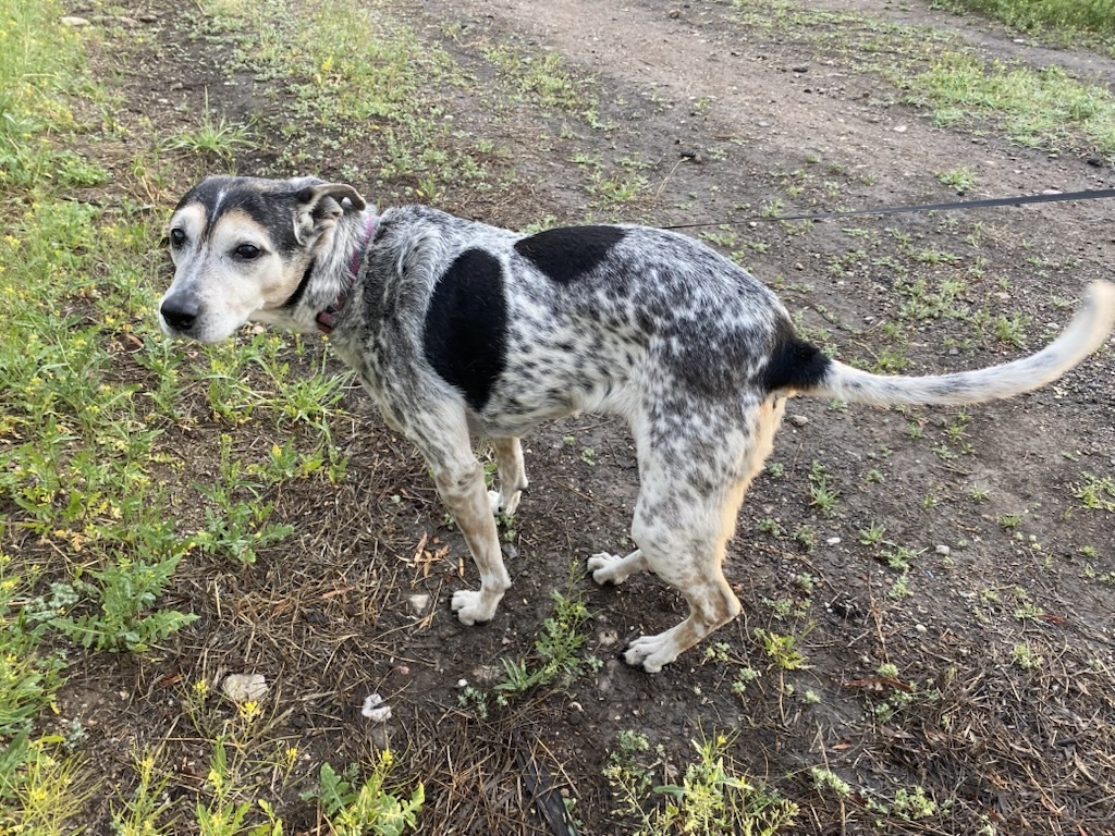 Image of Bella the dog