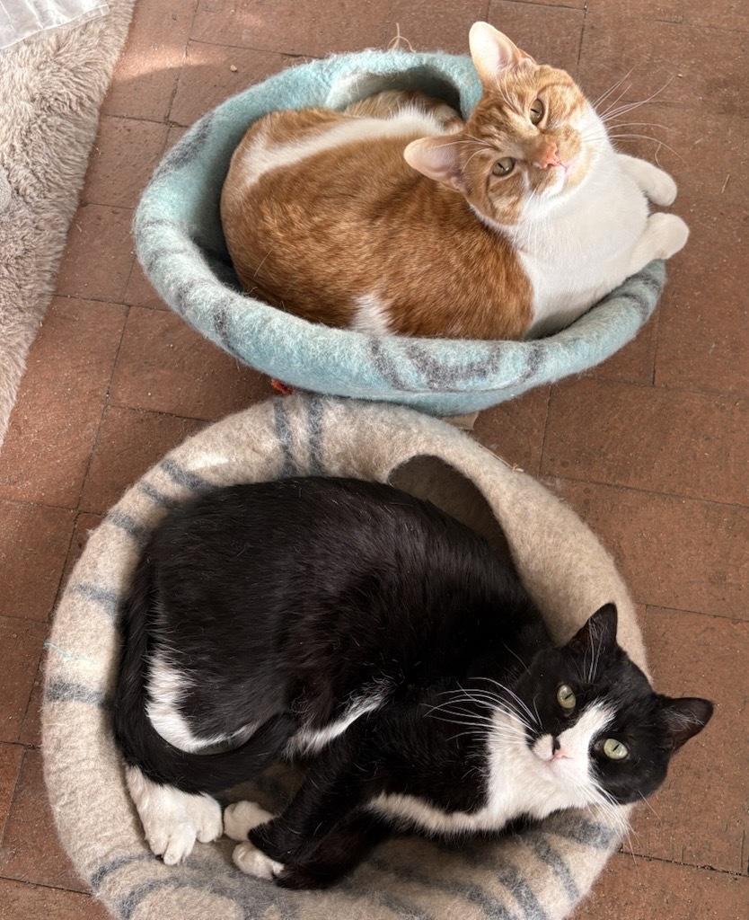 Cats working at ward 3