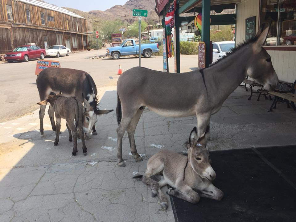 Image of donkeys in the shade.