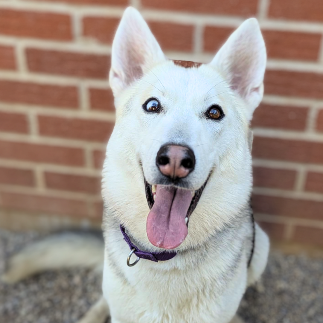 Photo of Pima animal Care Center dog Taylor