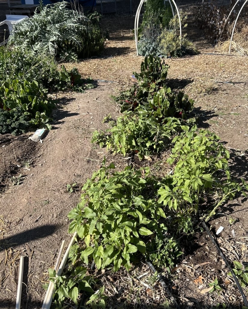 Photo of Katie's plot at the Thompson Park Community Garden.