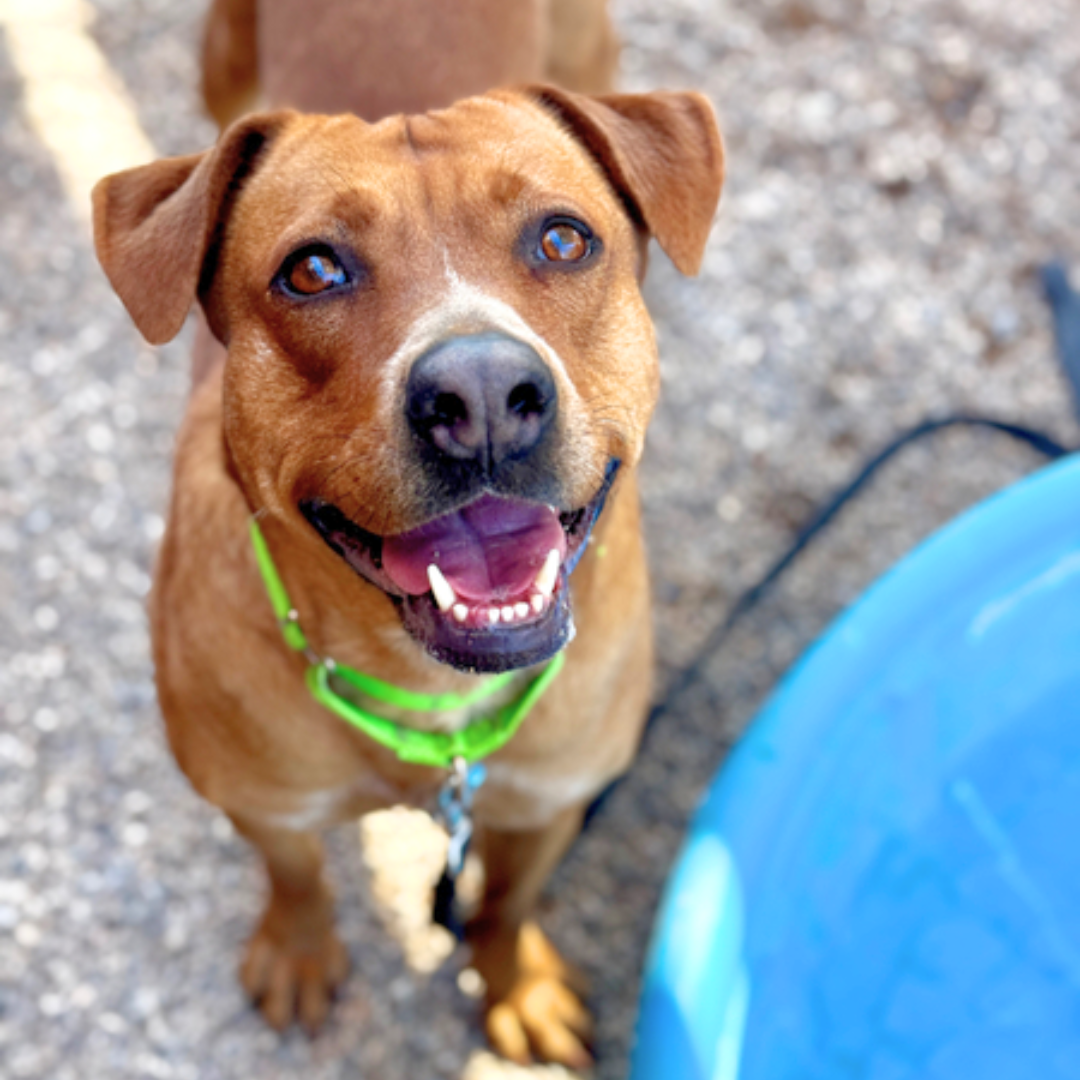 Photo of Pima Animal Care center dog Fantasma