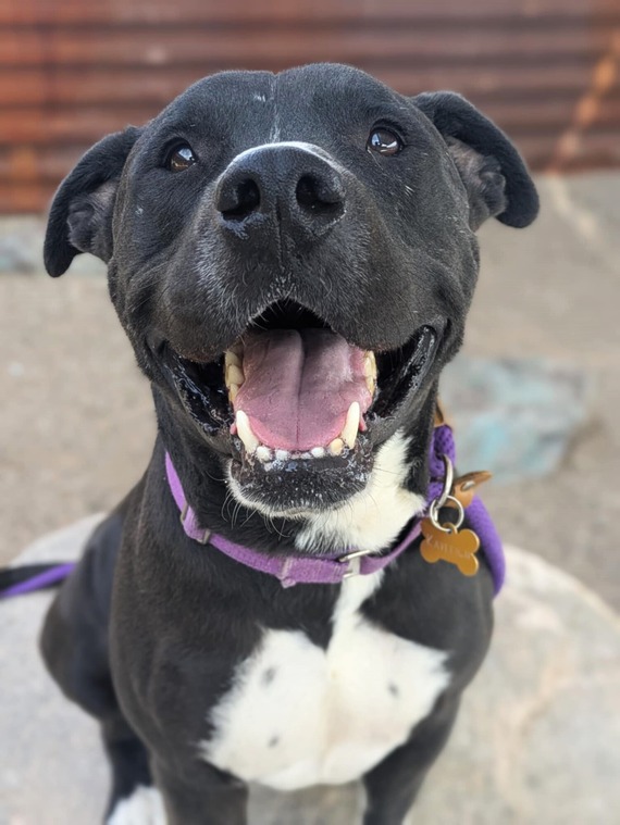 Picture of Billy the dog from PACC