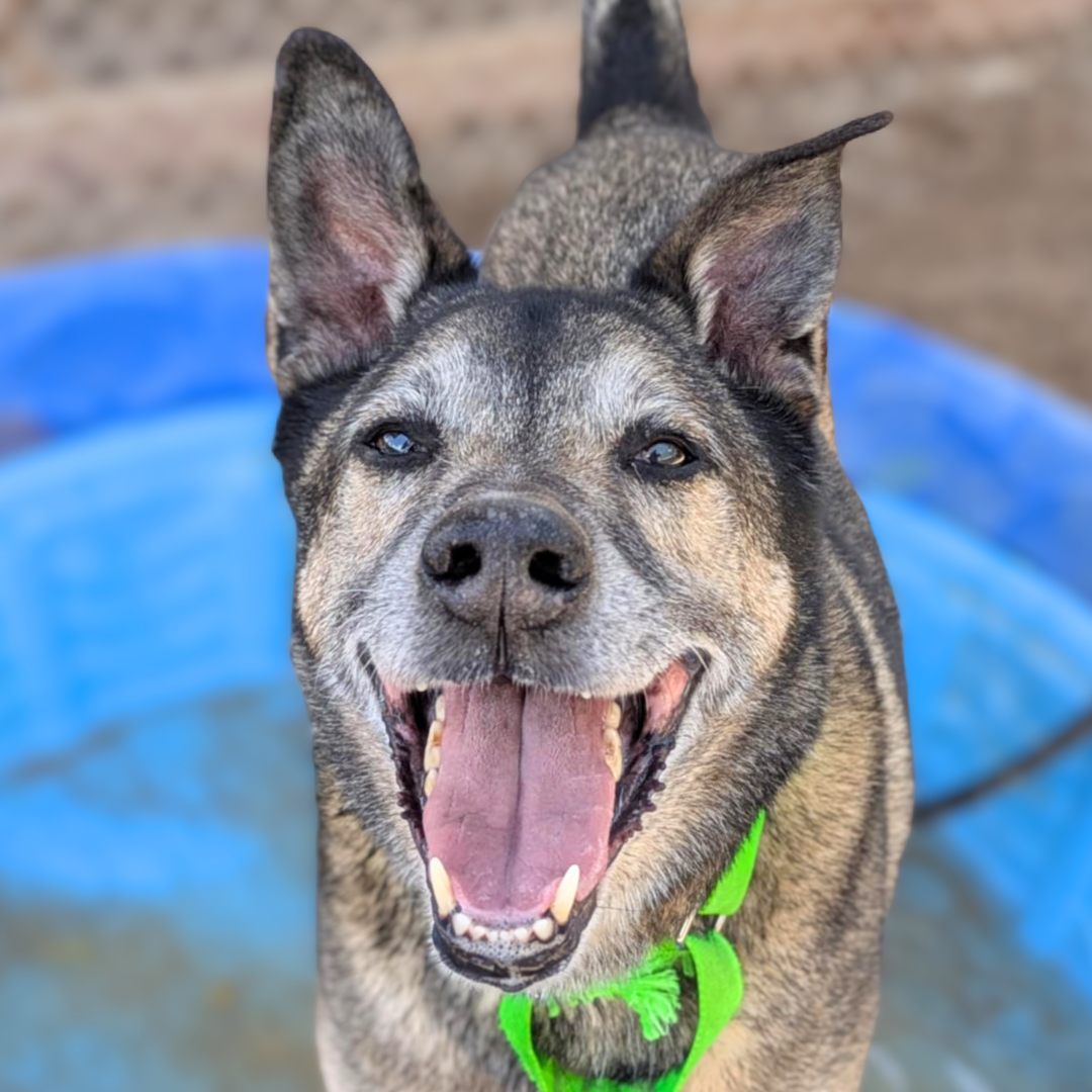 Photo of Pima Animal Care Center Dog Maxx