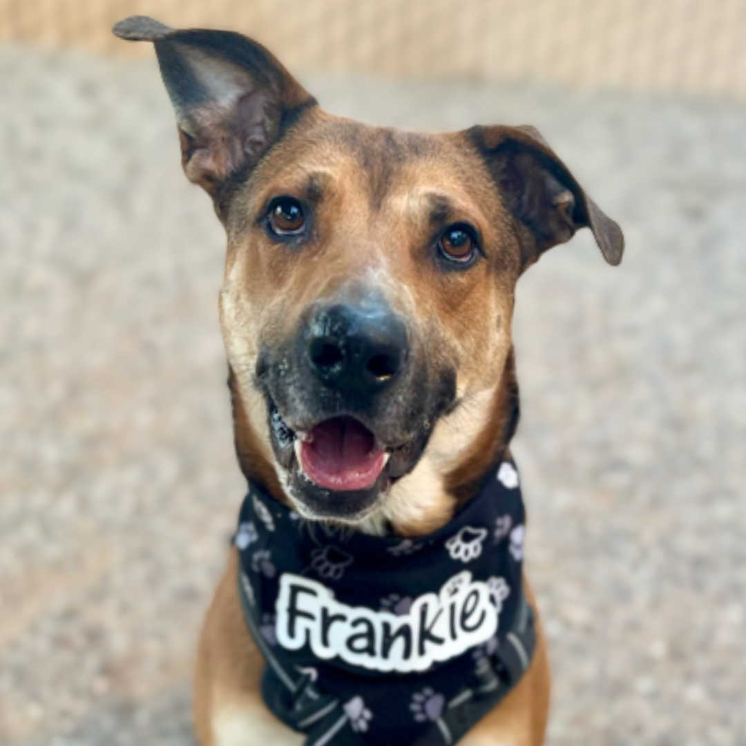 Photo of dog Frankie from Pima Animal Care Center 