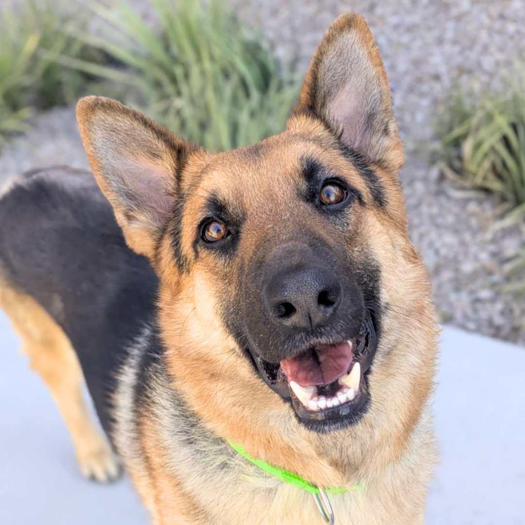 Photo of Pima animal care center dog Irvin