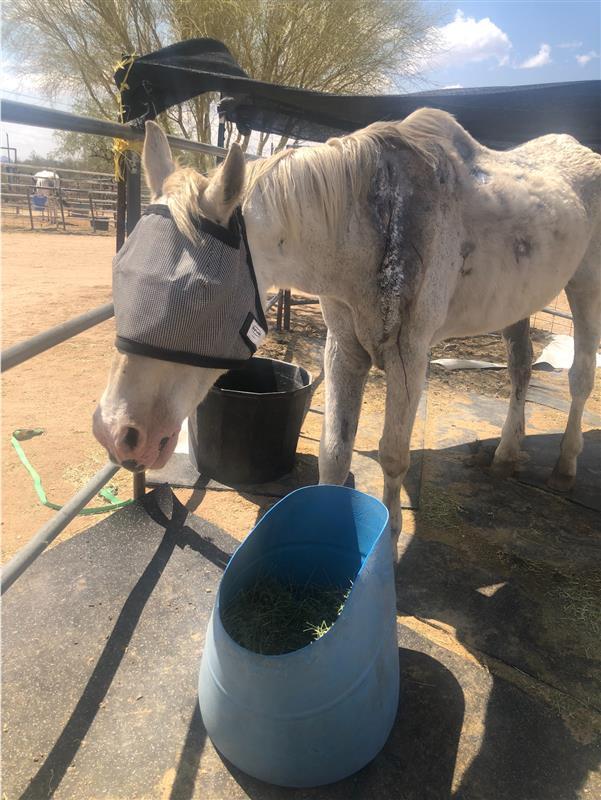 A white horse with infected wounds on his body 