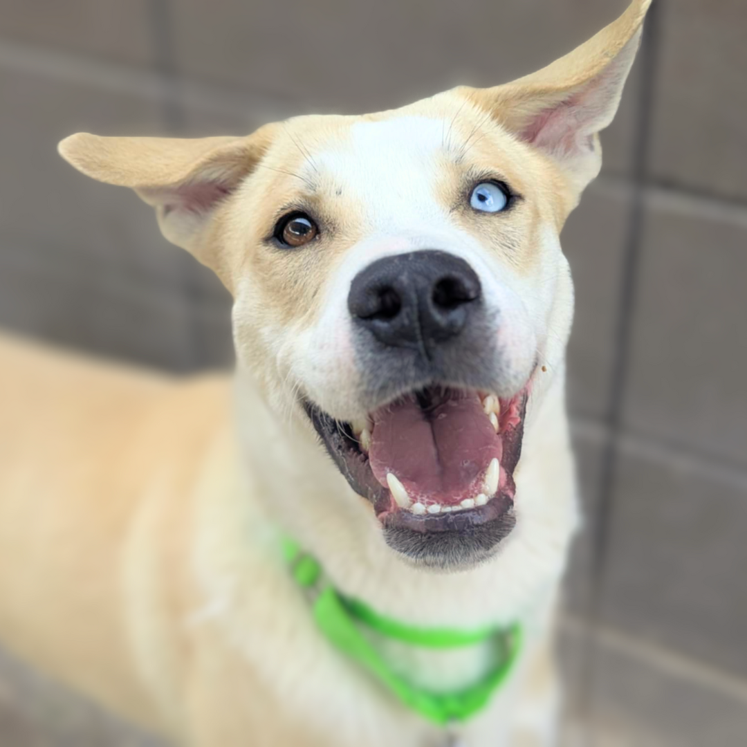 Pima Animal Care Center Dog Scoop