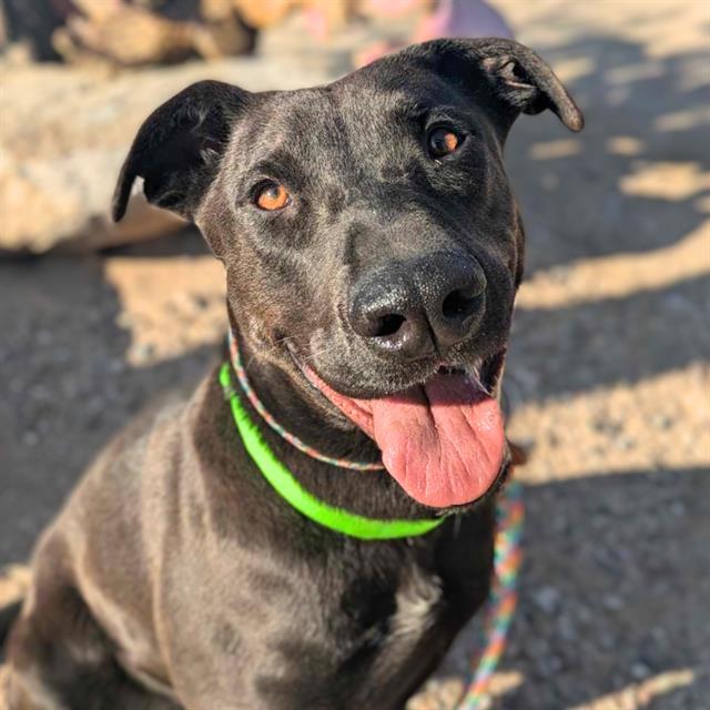 PACC dog - Butterfly