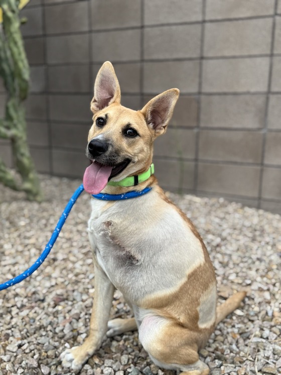 Photo of Pima Animal care Center Dog Keke