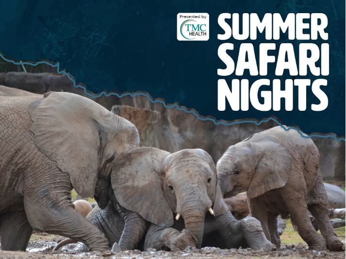 Picture of elephants playing during the Summer Safari Nights at Reid Park Zoo