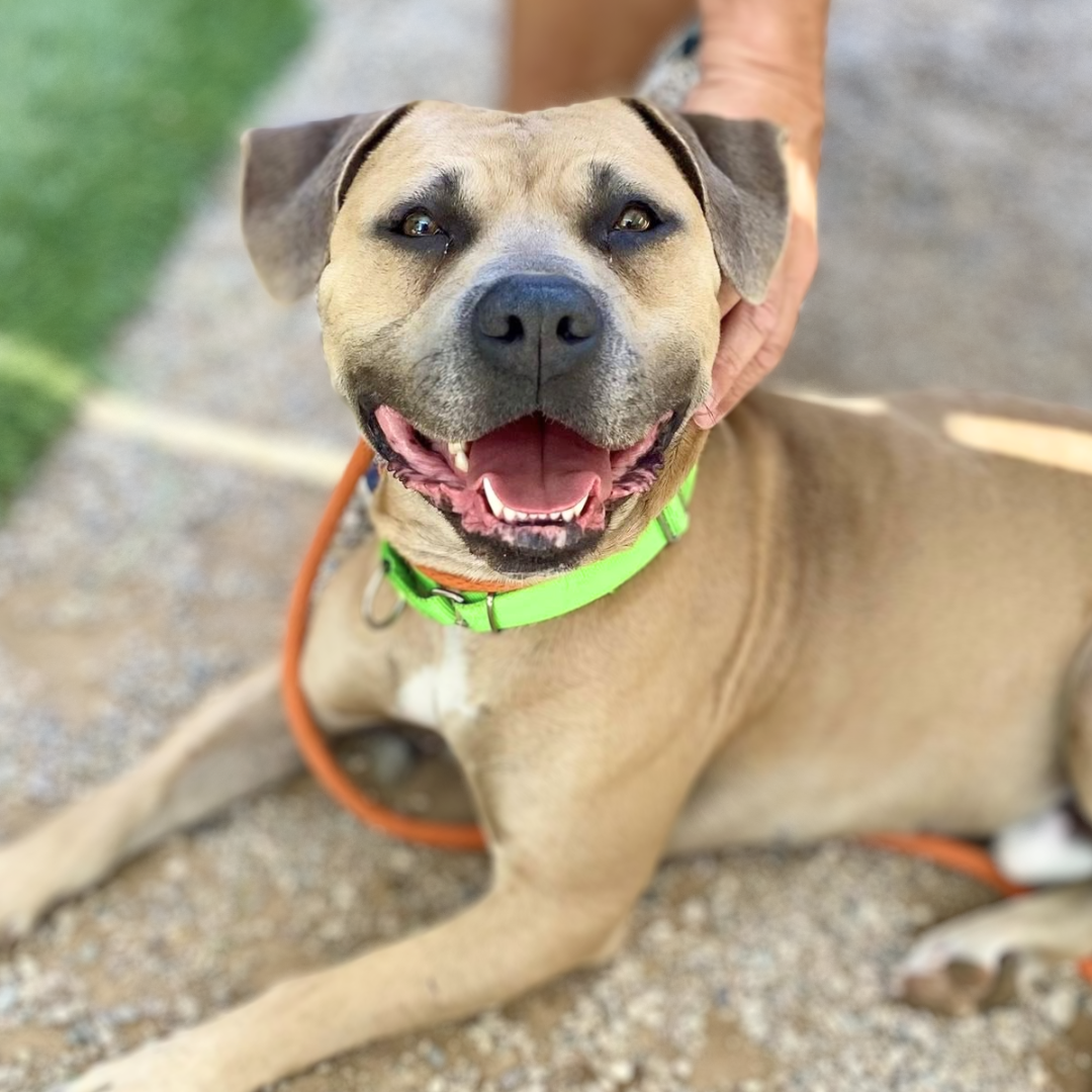 Photo of Pima Animal Care center dog Pawl