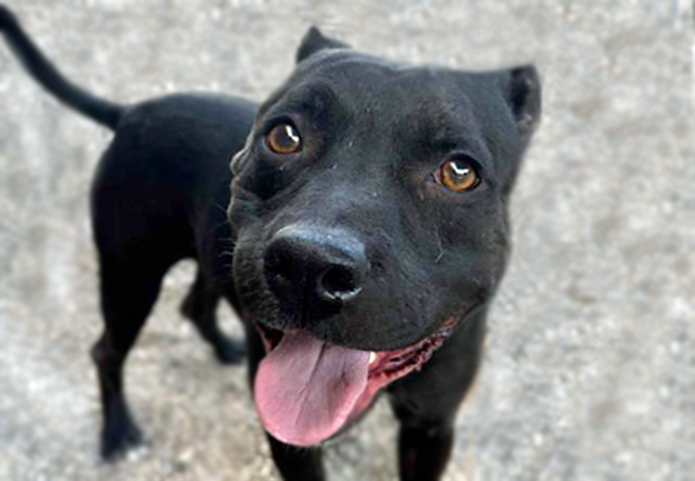 Photo of black pitbull dog, Rufry.