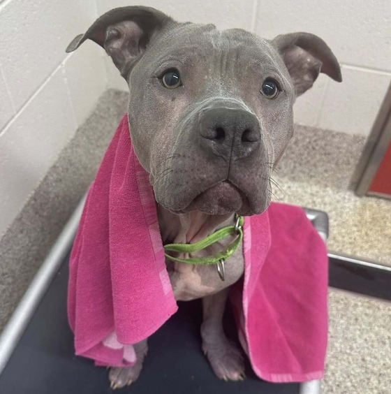 Photo of Pima Animal Care Center Dog Kirby