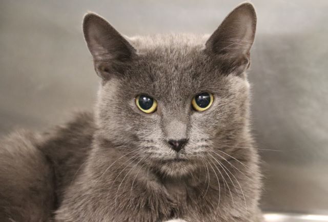 Photo of Pima animal Care Center Cat Bandicoot