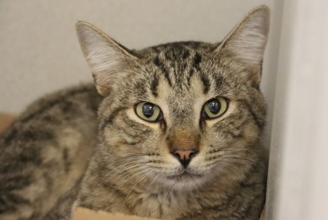 Photo of Pima Animal Care Center cat Rolo.
