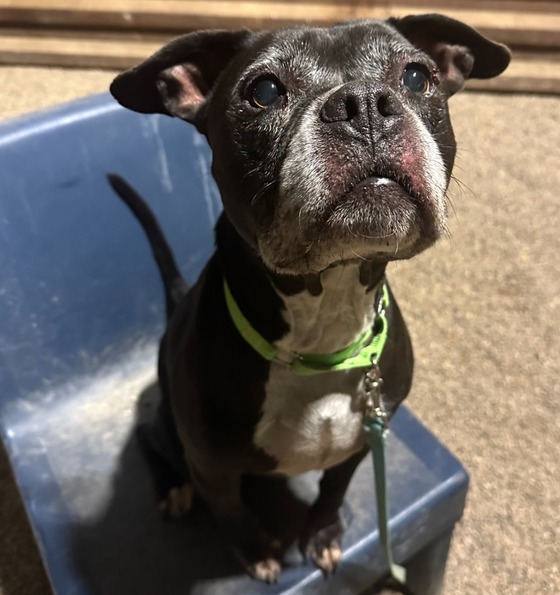 Photo of Pima Animal Care Center Dog Mavis.