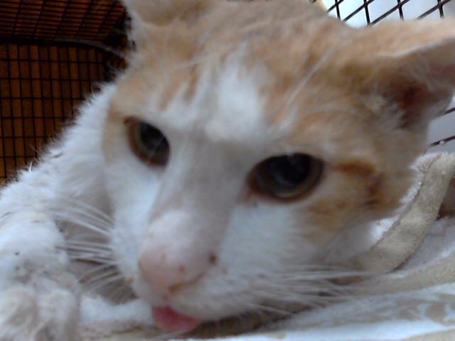 Photo of Pima Animal Care Center Cat Trailblazer