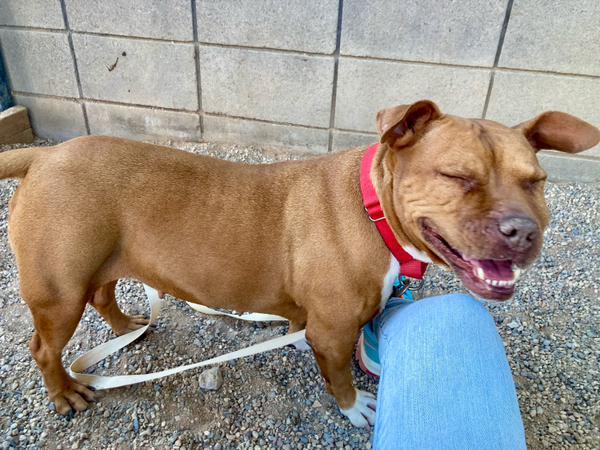 Pima Animal Care Center Dog Rayne.