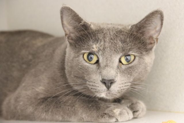 Pima Animal Care Center Cat Ampersand