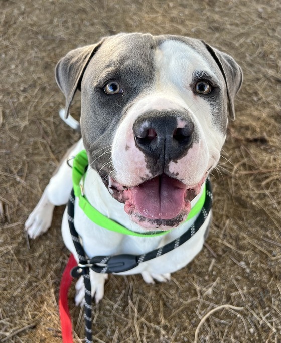 Photo of Pima Animal Care Center dog Syrup