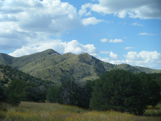 Ambassadors of Sustainability Graphic