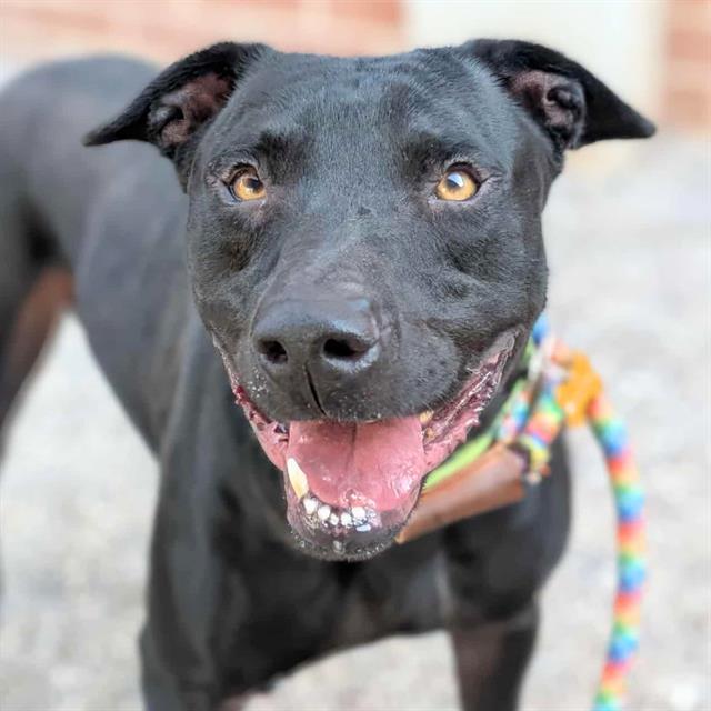 Photo of Pima Animal Care Center Dog Titan