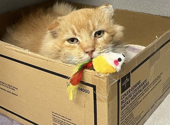 Photo of Pima Animal Care Center Cat Roxas