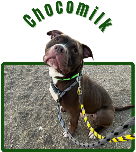 Photo of Pima Animal Care Center Dog Chocomilk