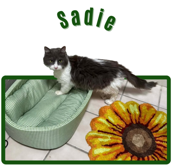 Photo of Pima animal Care Center Cat Sadie.