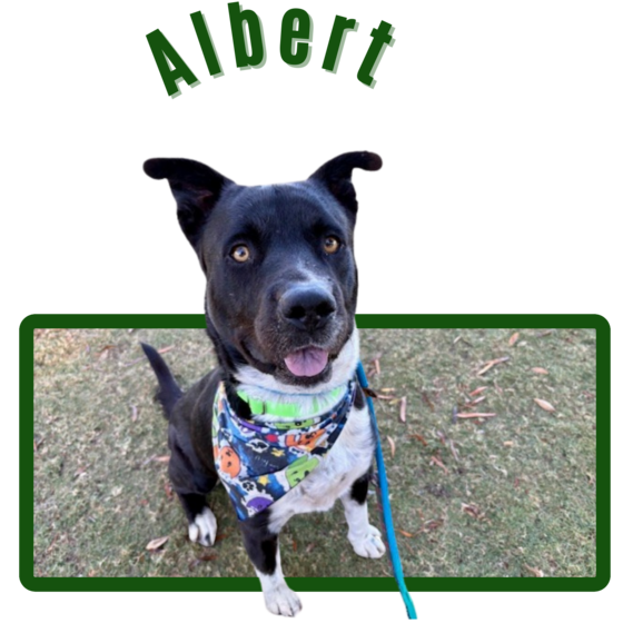 Photo of Pima animal Care Center Dog Albert