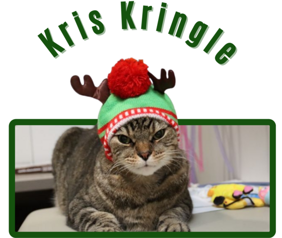 Photo of Pima animal Care Center Cat Kris Kringle.