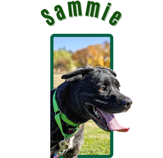 Pima Animal Control Dog Sammie