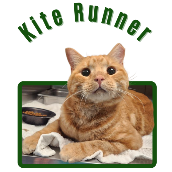 Photo of Pima Animal Care Center Cat Kite Runner