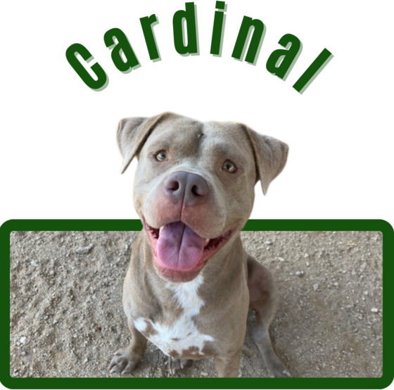 Photo of Pima Animal Care Center Dog Cardinal