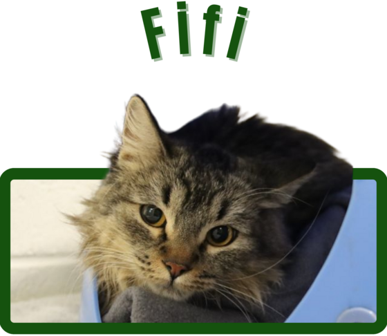 Photo of Pima Animal Control cat Fifi