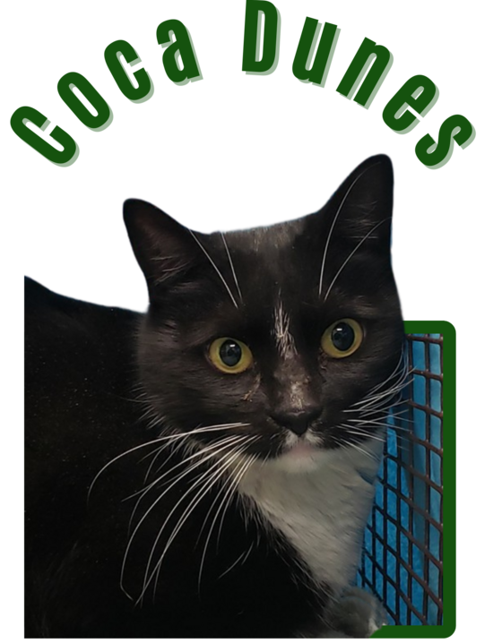 Photo of Pima Animal Control Cat Coca Dunes