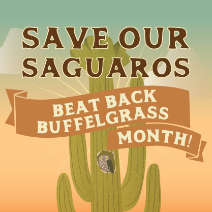 Save our Saguaros event flyer
