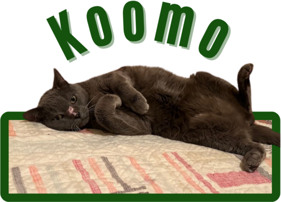Image of Pima animal Care Center cat Koomo