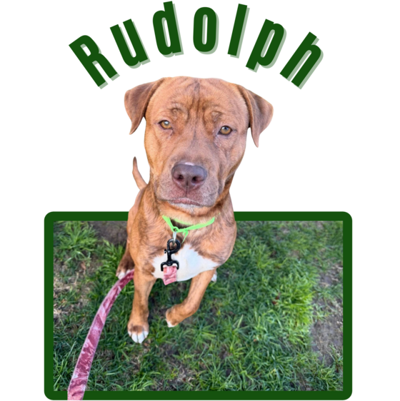 image of Pima Animal Care center Dog Rudolph