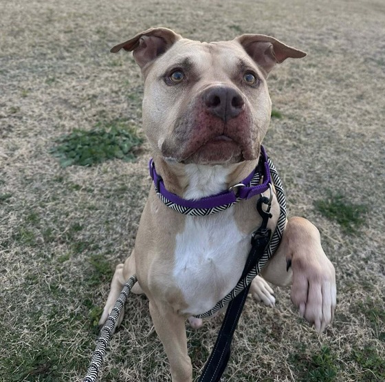 Photo of Pima Animal Control Dog Arby