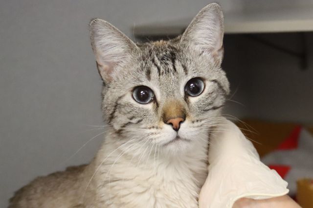 Phot of Pima Animal Control Cat Austin