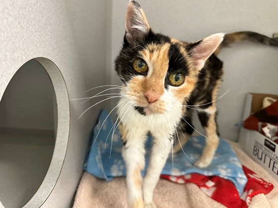 Photo of Pima Animal Control Cat Nook.