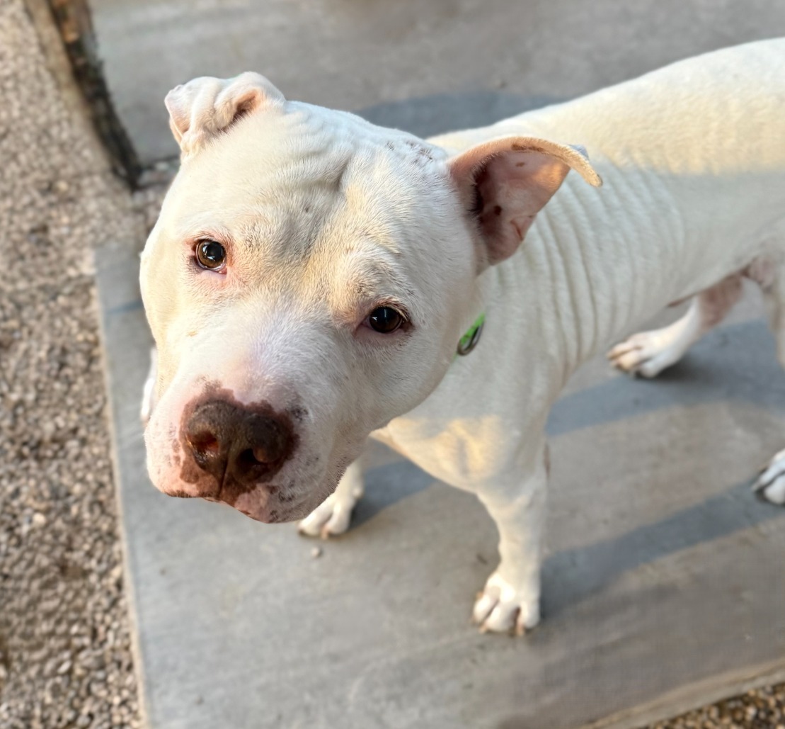 Photo of Pima Animal care center dog Kasper.